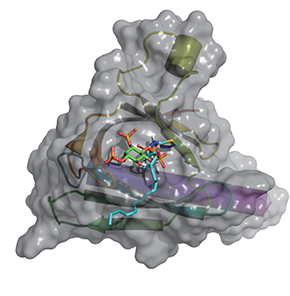 PDPK1 inhibitor: PHT – 427